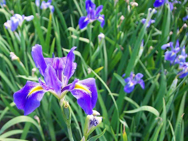 flowers, Iris, purple, Okinawa