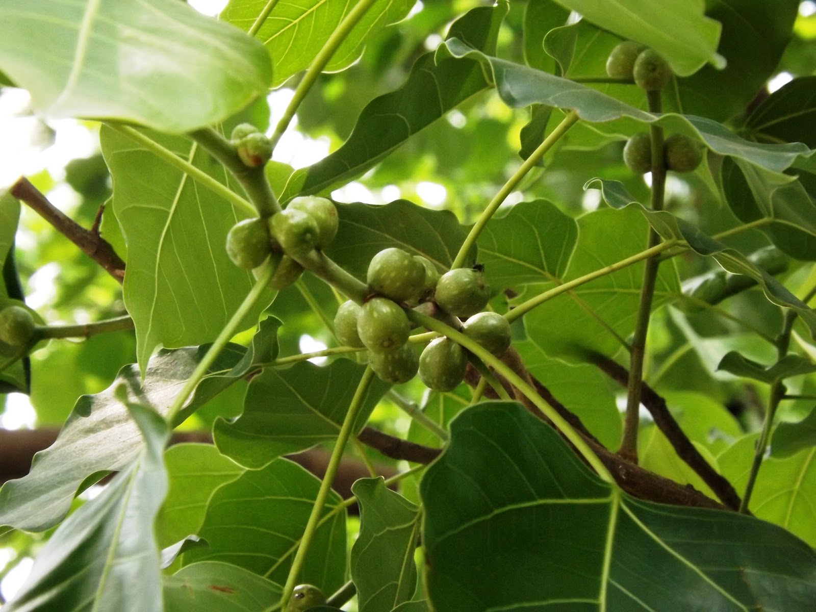 Ashoth Bodhi tree ficus religiosa 