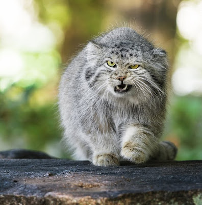 Gato montés en su hábitat natural