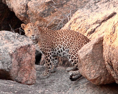 The leopardess watching