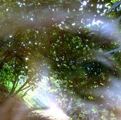 Forest Dream 2