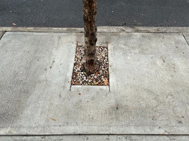 A street tree bed sealed with concrete
