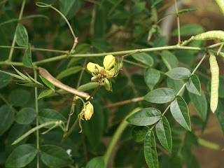 Casse fétide - Faux kinkéliba - Café-nègre - Senna occidentalis - Cassia occidentalis 