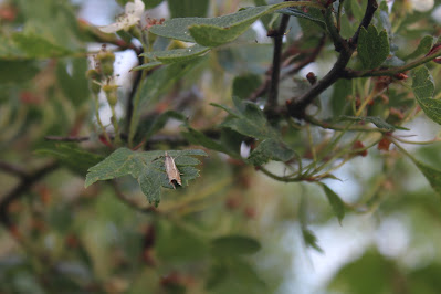 Vroege Grasmot - Iere Gersmot - Crambus lathoniellus