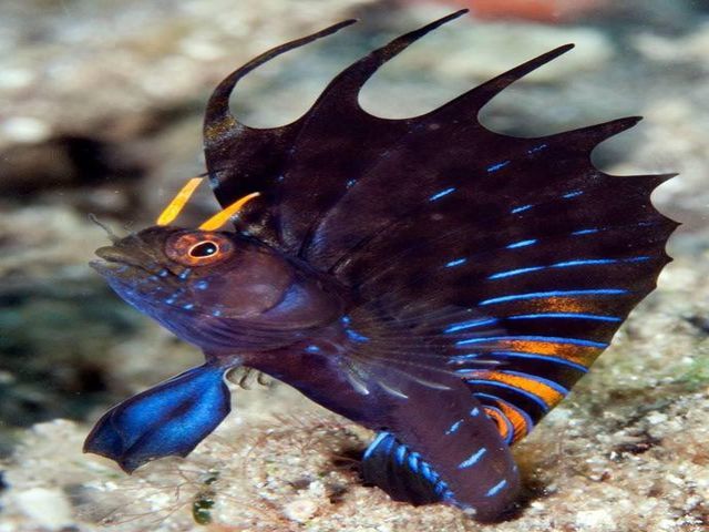  Gambar  Ikan  di Laut  Hidup dari Jenis Konsumsi dan Ikan  Hias