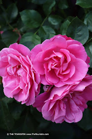 Three pink roses on a rose bush.