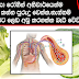 දියවැඩියා රෝගීන් අනිවාර්යෙන්ම මෙන්න මේ එළුවලු කන්න පුරුදු වෙන්න.නැත්තම් කවදාවත් ඔබට ලෙඩ අඩු කරගන්න බැරි වේවි.