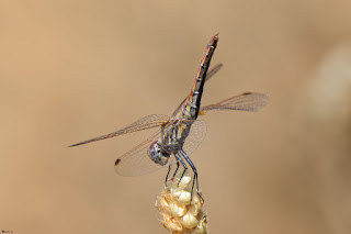 libelula-violeta-hembra-trithemis-annulata-