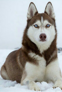 perro-de-raza-husky-siberiano