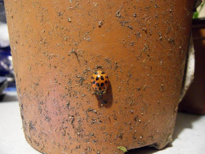 ladybird-on-a-plant-pot