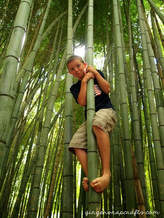 bamboo forest in Cherokee, NC