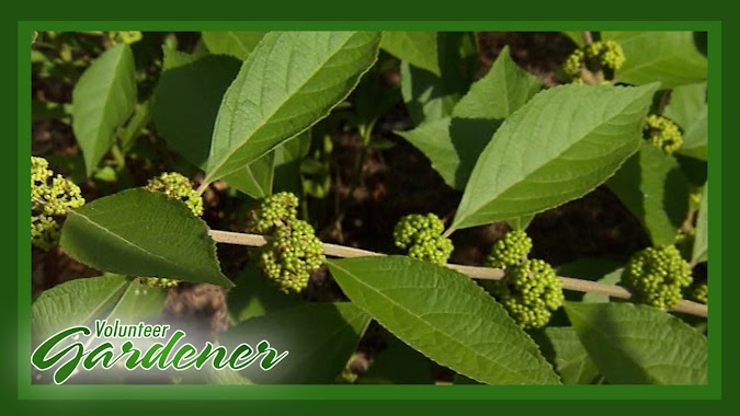 Latin American Garden-Medicinal Plants | Volunteer Gardener