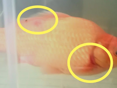 【印刷可能】 金魚 水ぶくれ 285613-金魚 水ぶくれ 病気