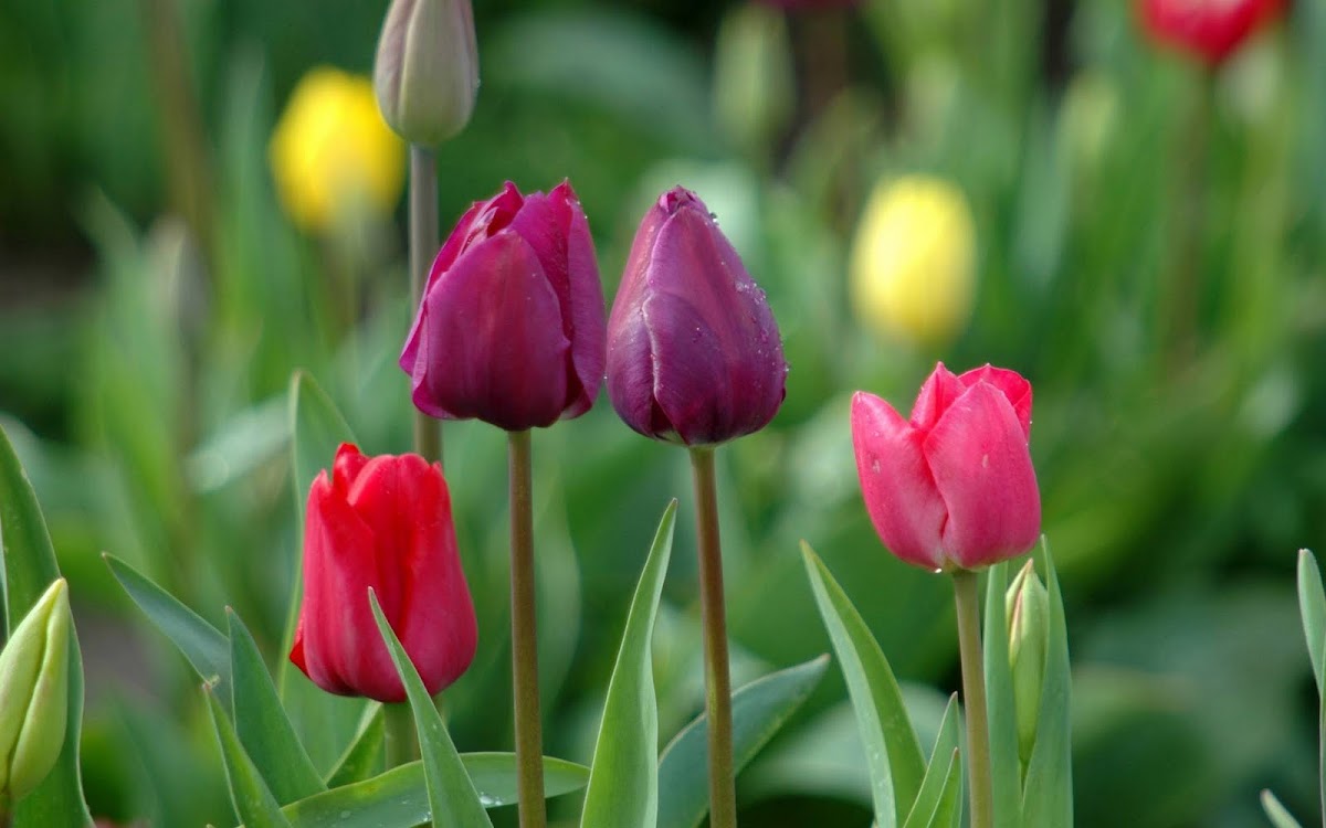 Beautiful Tulip Widescreen HD Wallpaper 4
