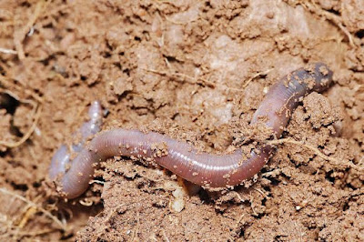 não tema, não mate, nem expulse as minhoquinhas. Elas, assim como muitos outros pequenos  seres dos jardins, podem ser grandes aliados da jardinagem.