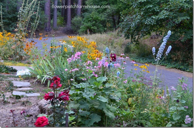 side yard aug 10