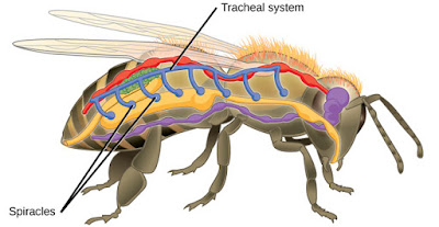 spirakel