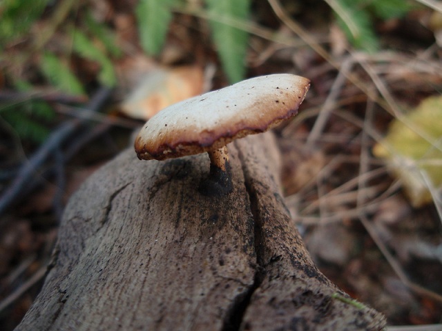 Polyporus varius