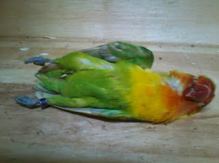 Pentingnya Kalsium untuk Lovebird