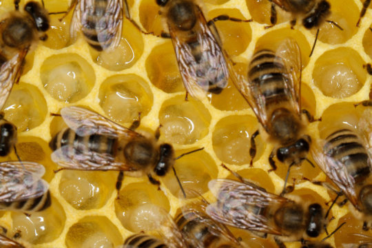 Honey bee life spans are 50 percent shorter today than they were 50 years ago