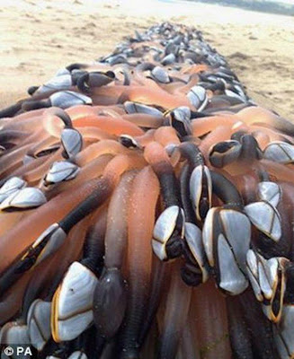 Astaga! Hewan Unik Aneh Ini Muncul dari Dalam Laut