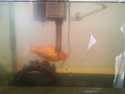 [無料ダウンロード！ √] 金魚 水槽 白く 濁る 169010-金魚 水槽 白く濁る