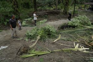 Tanaman Dirusak Gajah, Pemilik Kebun Minta Tolong BKSDA