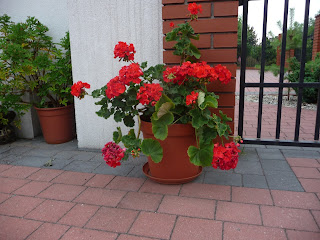 jak sadzić pelargonie