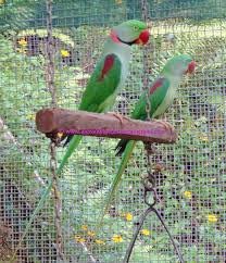 Alexandrine Parrots Taxonomy, Etymology, Phylogeny, Ecology, Behavior and Description