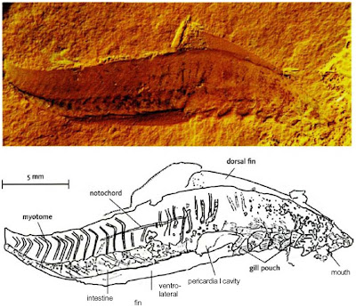 Conodontia Ikan ikan Pemegang Rekor Dunia