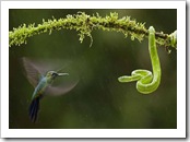 VERDE-BEIJA-FLOR-E-COBRA