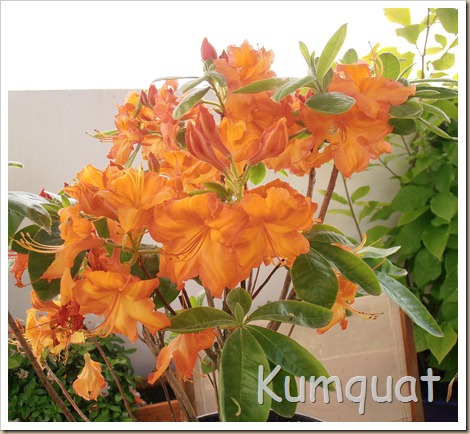 rhododendron luteum 3