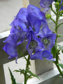 Leslieville Toronto Monkshood Aconitum fall flowers by Paul Jung Gardening Services