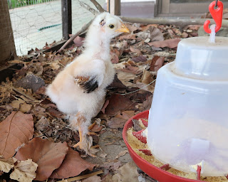 chickens in Costa Rica