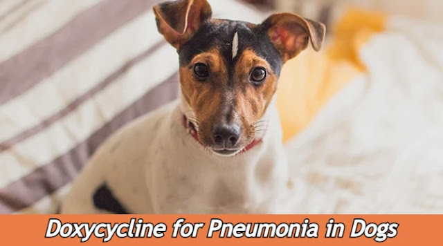 will-doxycycline-treat-pneumonia-in-dogs