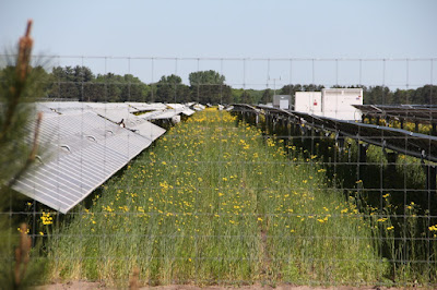 solar farm: growing  electricity?