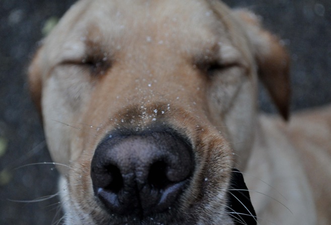 snowynose