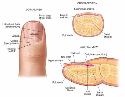 gambar struktur kuku