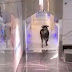 Touro causa pânico ao invadir banco em Israel; assista 