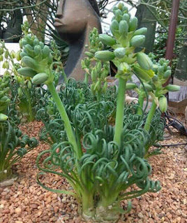 地植超捲彈簧草