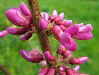 Flowers on bare wood