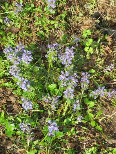 Ajuga blooming