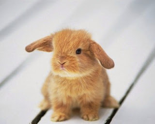 Lovely Bunny