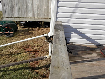 Cat on porch 