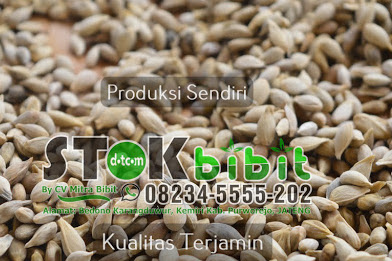 Sirsak                                                      tanaman sirsak cepat berbuah