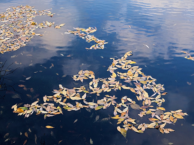 Fallen leaves floating on still water which is blue from reflecting the sky