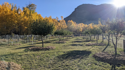 Orchard