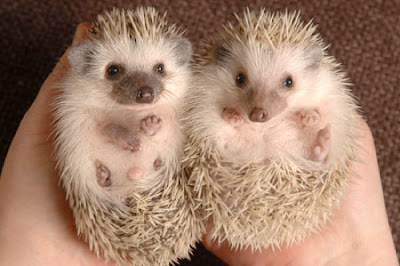 African Pygmy Hedgehog