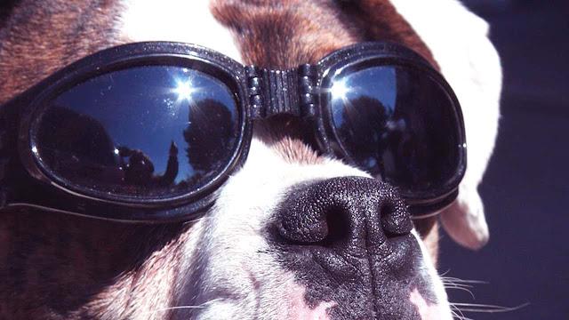 Les meilleures lunettes de soleil pour bouledogue français! Votre chien en a-t-il besoin ?