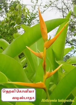 Heliconia latispatha